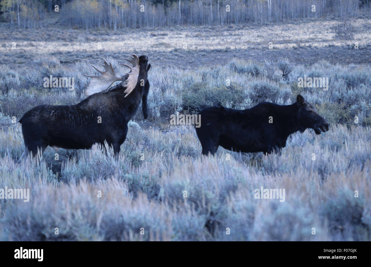 Deux prises de profil de l'orignal mâle et femme homme femme parfumer dans sage brush sur bordure de forêt Banque D'Images