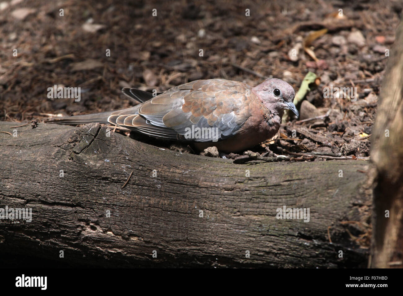 Laughing dove (Spilopelia senegalensis) au Zoo de Chomutov en Bohême du Nord, Chomutov, République tchèque. Banque D'Images