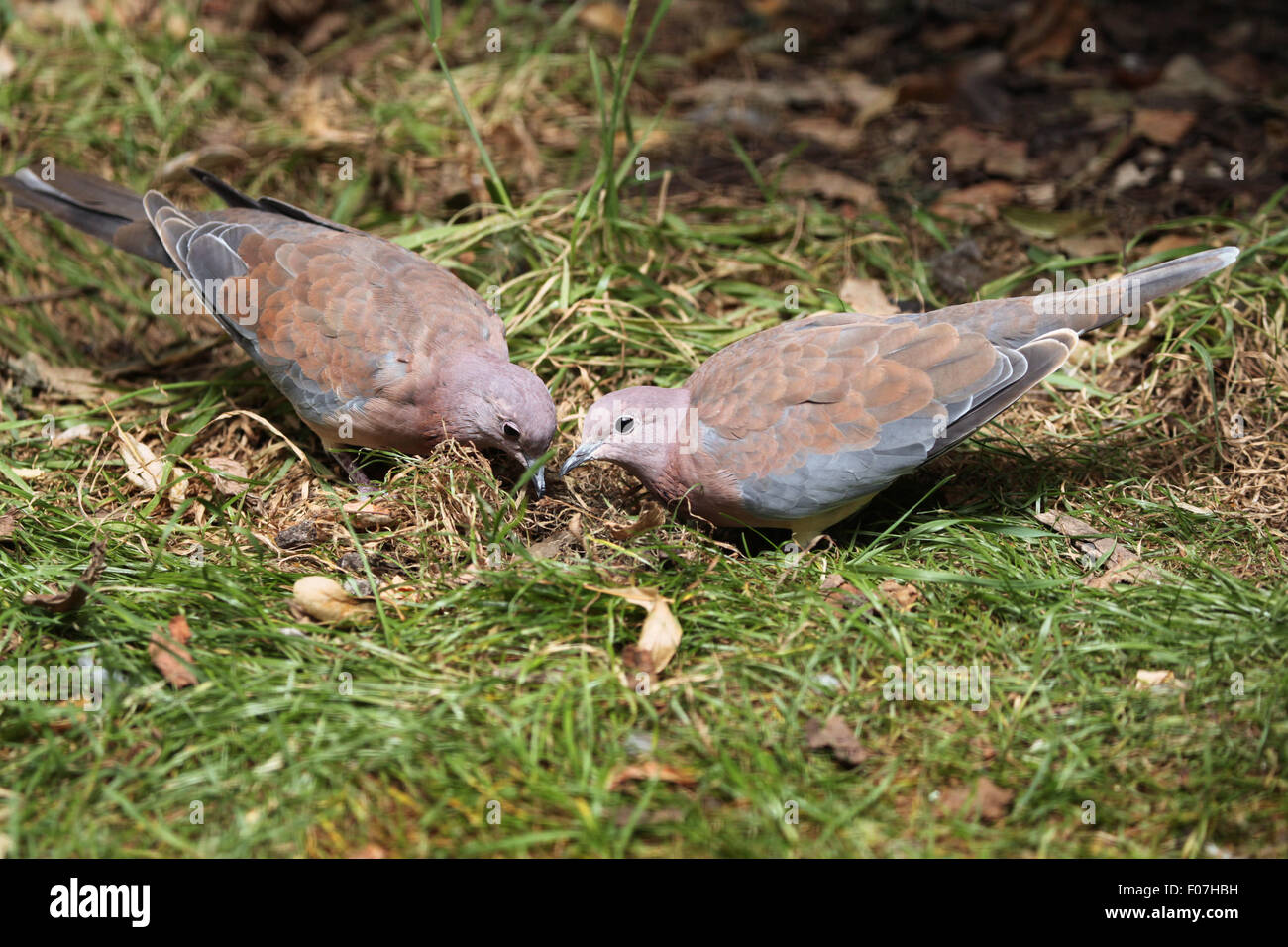 Laughing dove (Spilopelia senegalensis) au Zoo de Chomutov en Bohême du Nord, Chomutov, République tchèque. Banque D'Images