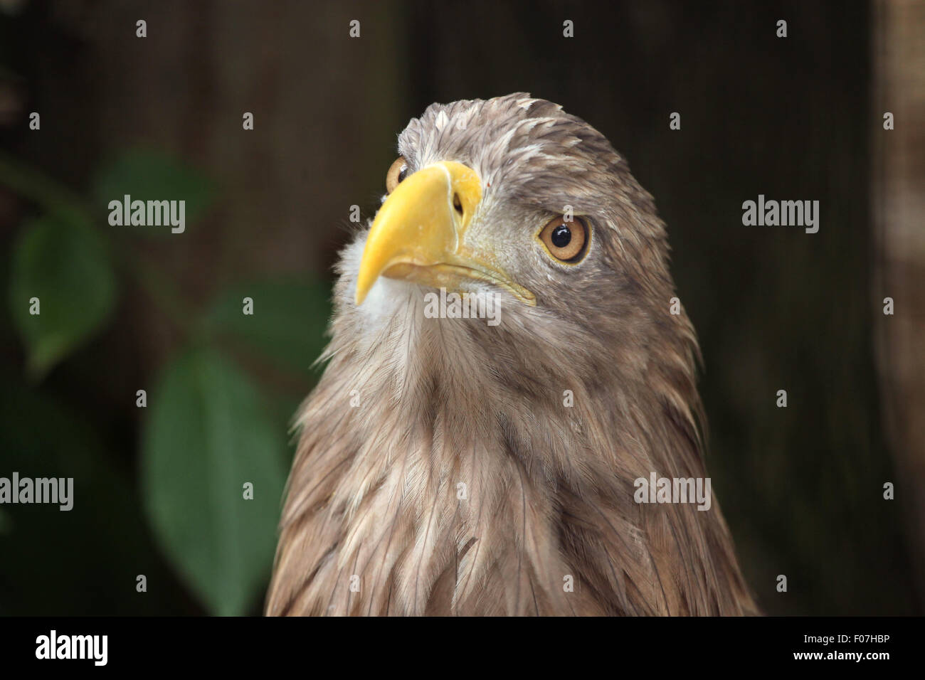 À queue blanche (Haliaeetus albicilla), également connu sous le nom de l'aigle de mer au Zoo de Chomutov en Bohême du Nord, Chomutov, République tchèque Republi Banque D'Images