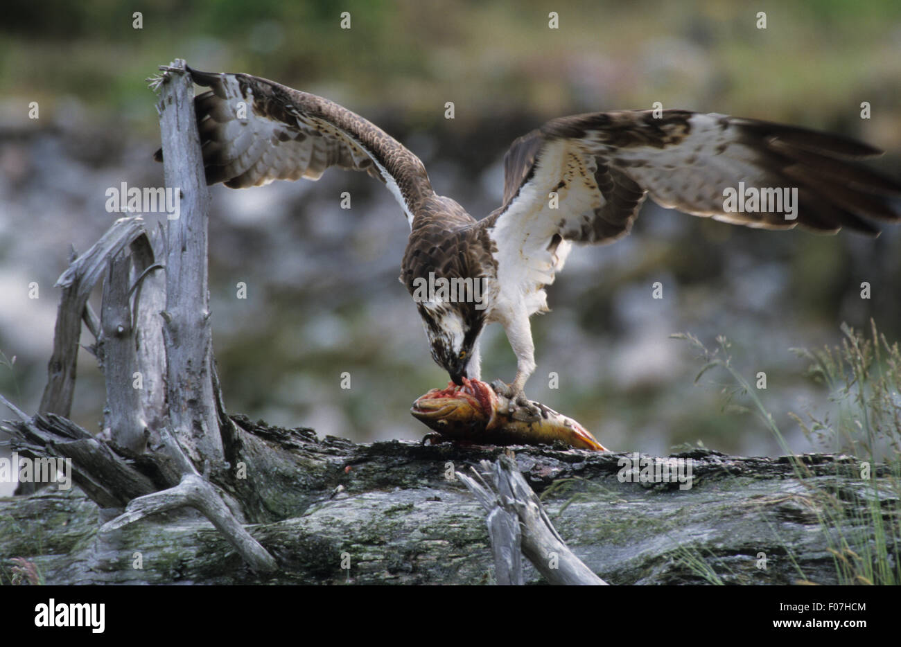 Osprey tiré de l'avant avec ailes grandes ouvertes tenant un poisson avec les deux talons sur tronc d'arbre tombé tout en alimentant Banque D'Images Osprey tiré de l'avant avec ailes grandes ouvertes tenant un poisson avec les deux talons sur tronc d'arbre tombé tout en alimentant Banque D'Images