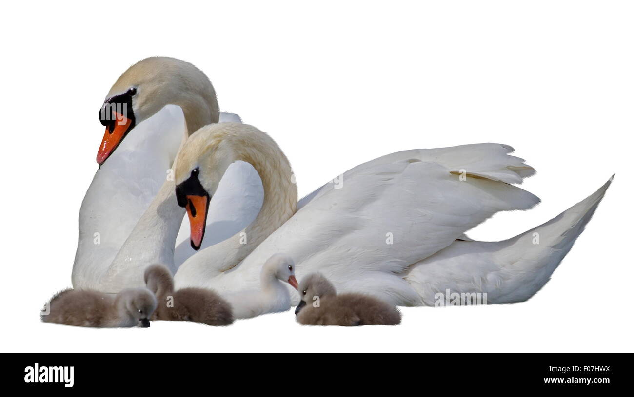 Famille Swan avec les poussins isolés dans l'arrière-plan blanc Banque D'Images