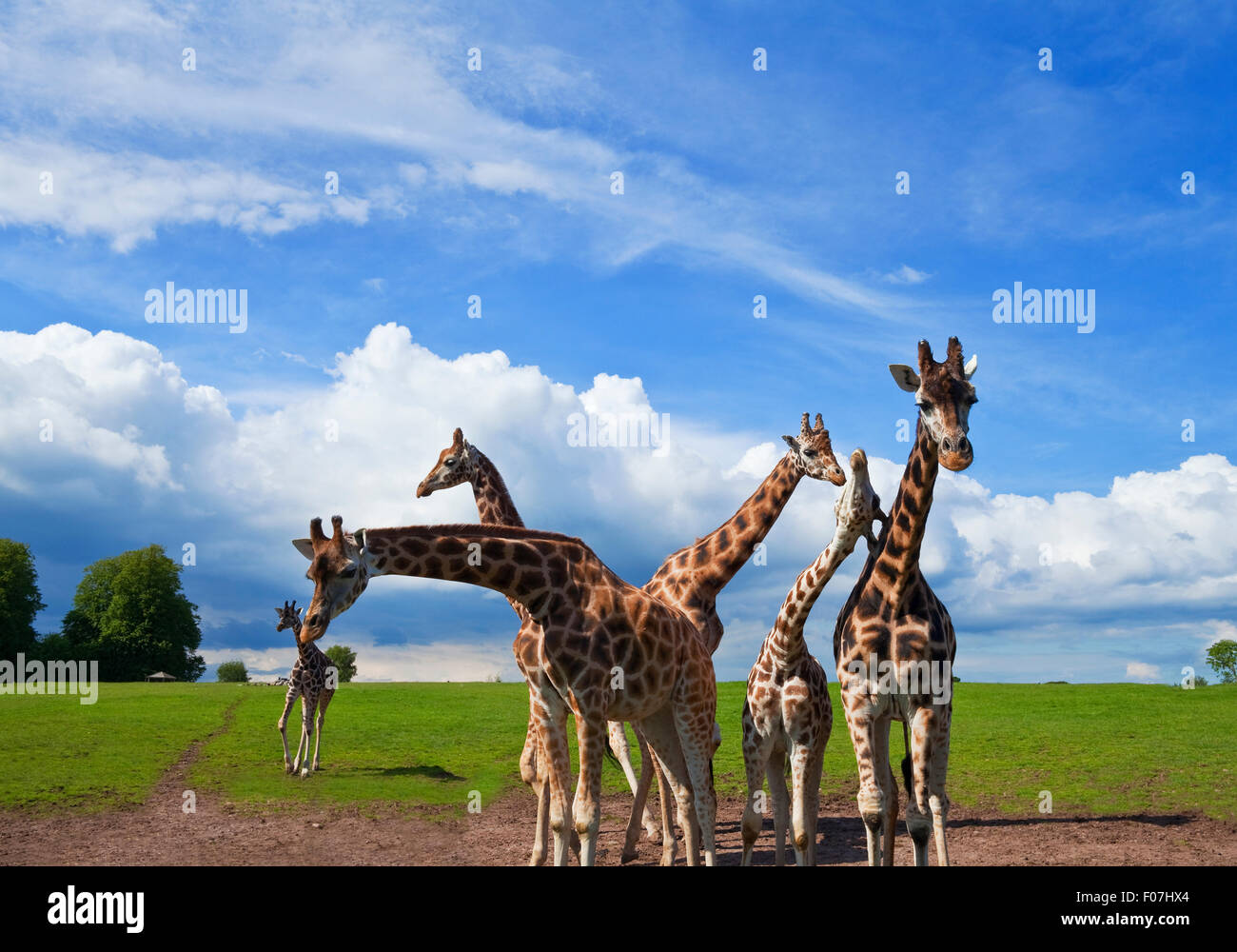 Les Girafes dans la Fota Wildlife Park, House, près de Cobh, dans le comté de Cork, Irlande Banque D'Images