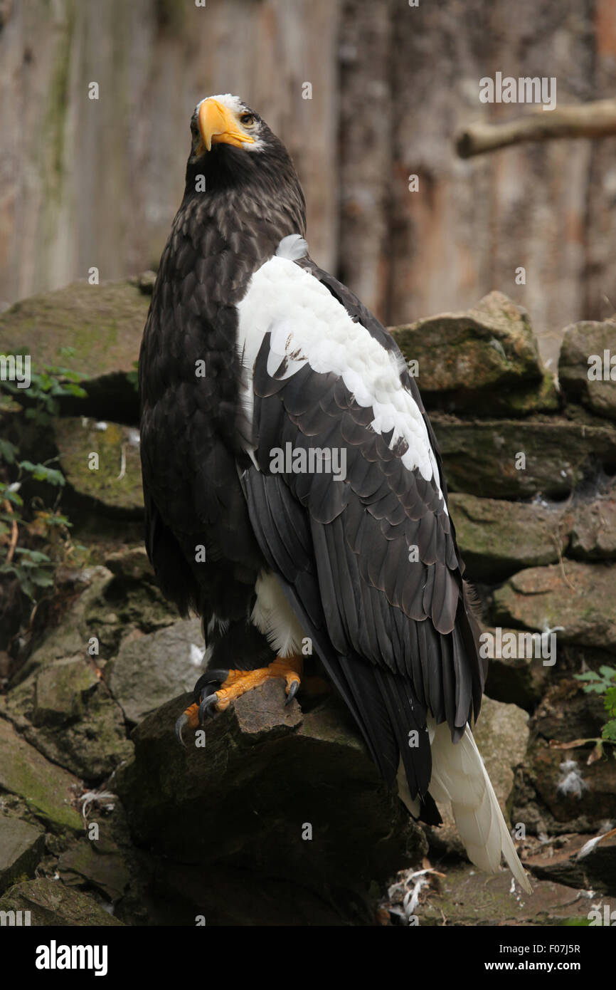 L'aigle de mer de Steller (Haliaeetus pelagicus) au Zoo de Chomutov en Bohême du Nord, Chomutov, République tchèque. Banque D'Images