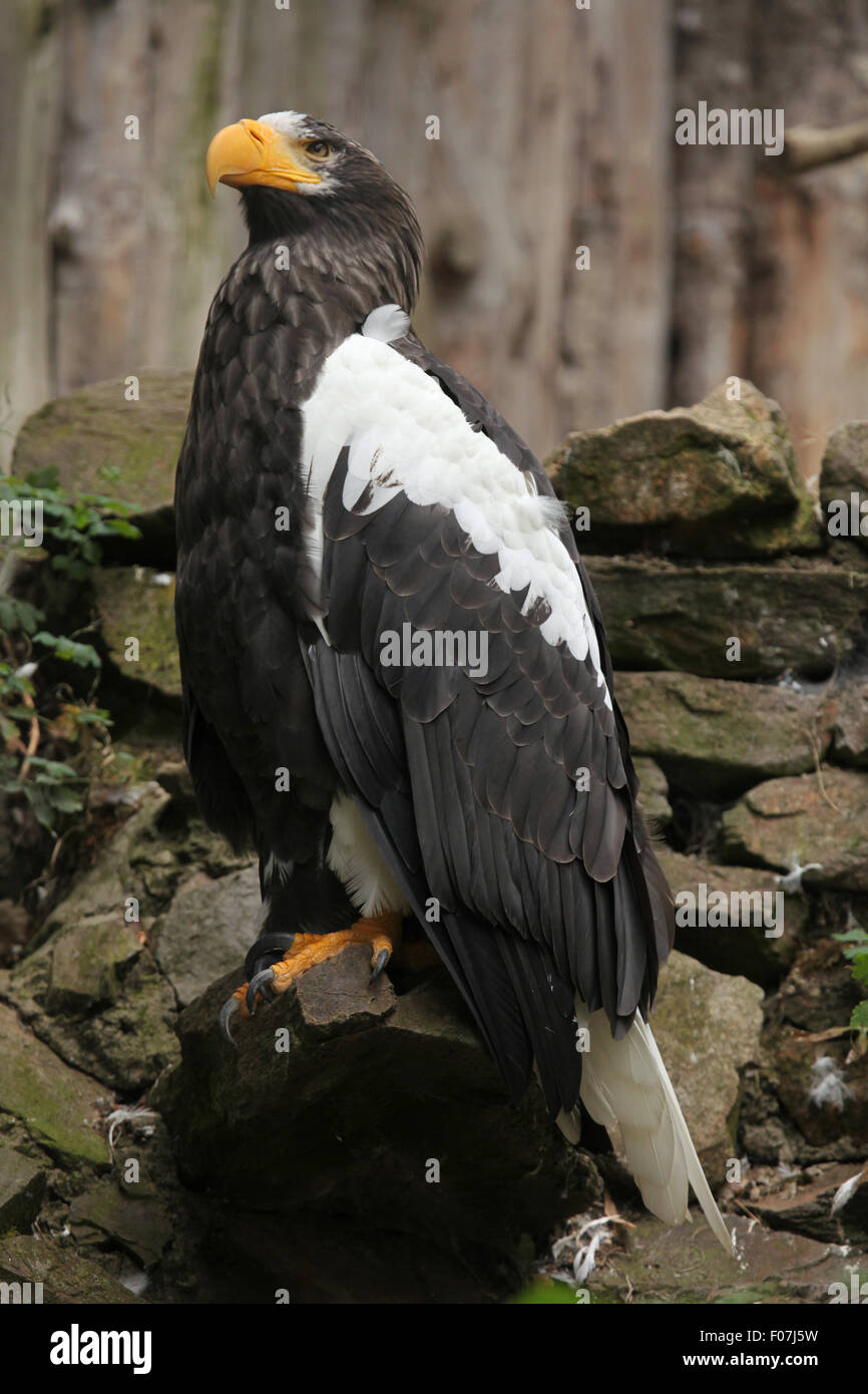 L'aigle de mer de Steller (Haliaeetus pelagicus) au Zoo de Chomutov en Bohême du Nord, Chomutov, République tchèque. Banque D'Images