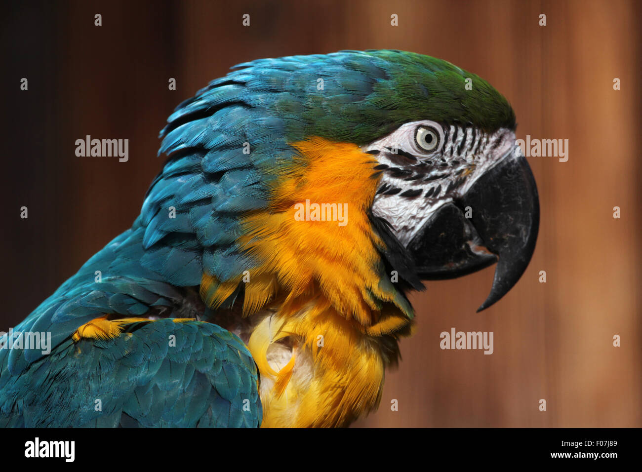 Blue-and-yellow macaw (Ara ararauna), également connu sous le nom de bleu et or macaw à Jihlava zoo de Jihlava, République tchèque, la Bohême de l'Est Banque D'Images Blue-and-yellow macaw (Ara ararauna), également connu sous le nom de bleu et or macaw à Jihlava zoo de Jihlava, République tchèque, la Bohême de l'Est Banque D'Images
