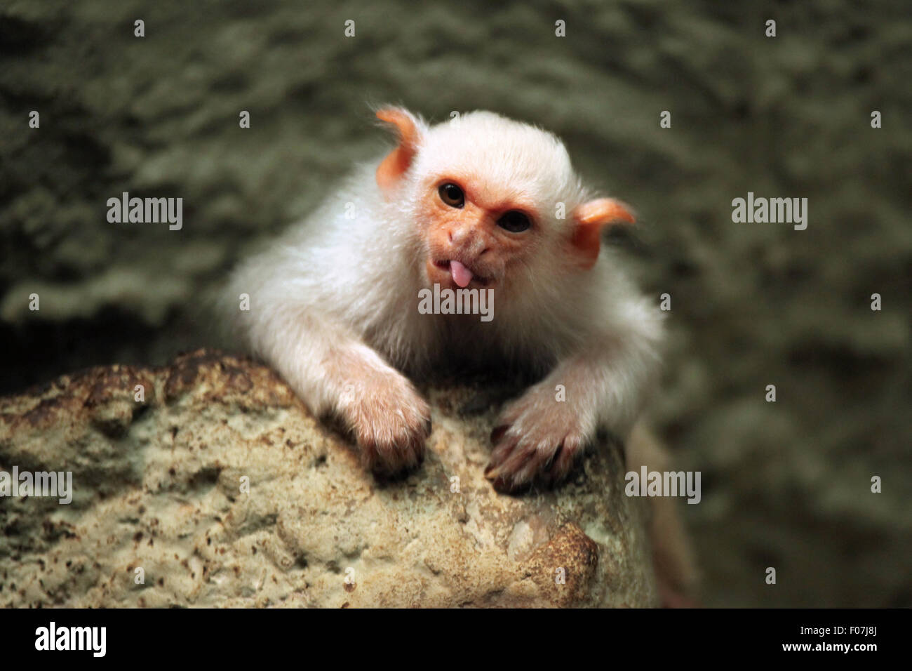 Ouistiti argenté (Mico argentatus) à Jihlava zoo de Jihlava, La Bohême de l'Est, République tchèque. Banque D'Images