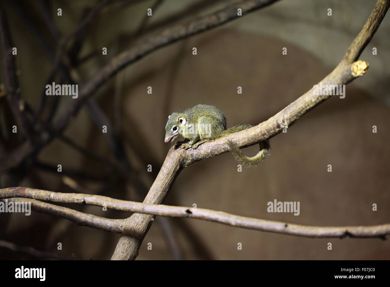 Le nord des Moluques (Dicaeum belangeri) à Jihlava zoo de Jihlava, La Bohême de l'Est, République tchèque. Banque D'Images