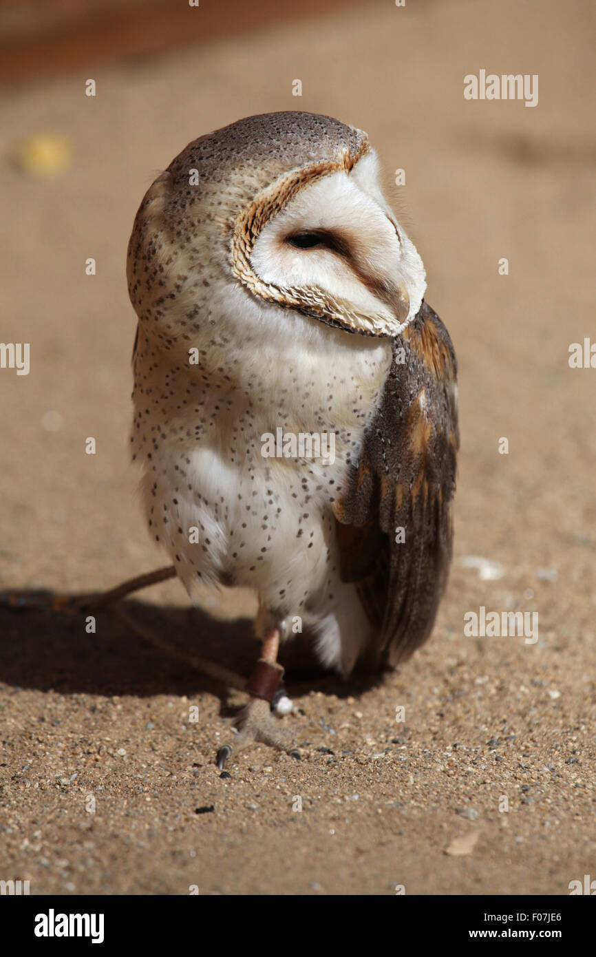 Effraie des clochers (Tyto alba) à Jihlava zoo de Jihlava, La Bohême de l'Est, République tchèque. Banque D'Images