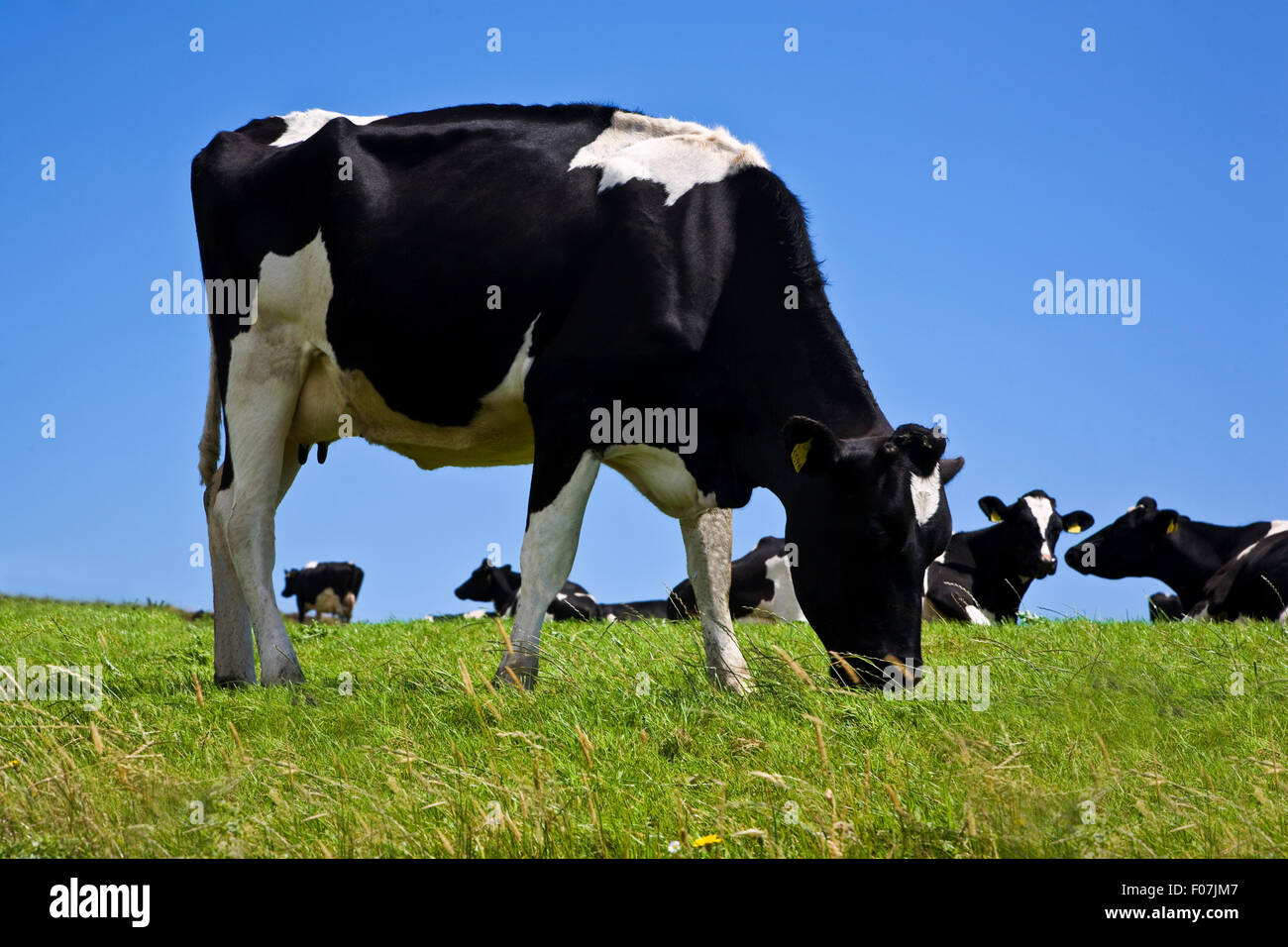 Les bovins de race Frisonne, comté de Waterford, Irlande Banque D'Images