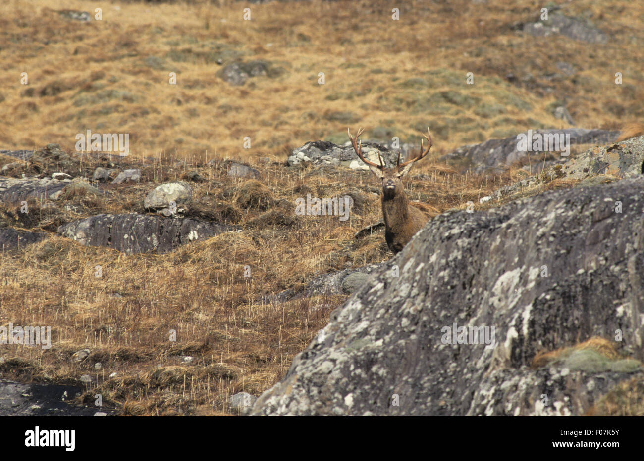 Red Deer à coup lointain de derrière un gros rocher sur la montagne, Banque D'Images Red Deer à coup lointain de derrière un gros rocher sur la montagne, Banque D'Images