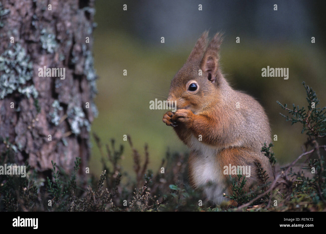 L'Écureuil roux dans le profil à gauche de noisettes manger assis sur sol couvert de Heather Banque D'Images L'Écureuil roux dans le profil à gauche de noisettes manger assis sur sol couvert de Heather Banque D'Images