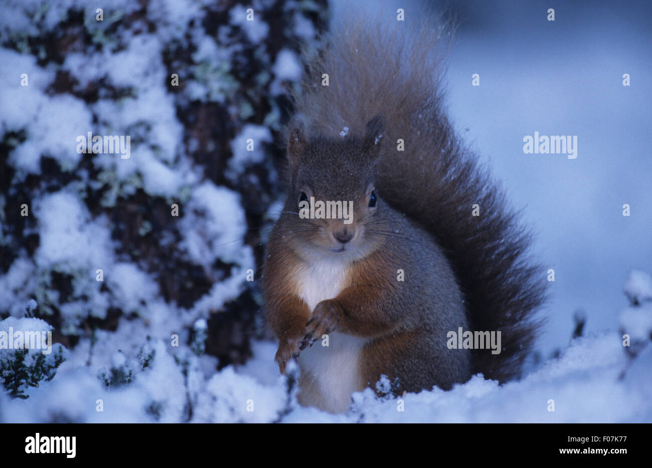 Écureuil rouge prise de face regardant la caméra assis sur la neige au sol en face de l'arbre couvert de neige trunk Banque D'Images Écureuil rouge prise de face regardant la caméra assis sur la neige au sol en face de l'arbre couvert de neige trunk Banque D'Images