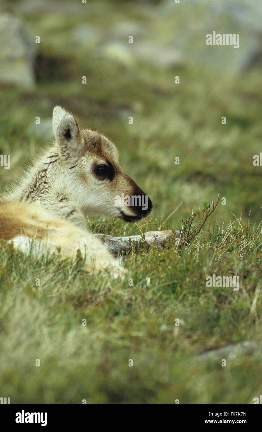 Le renne jeune veau couché regardant à droite couché dans l'herbe des chaumes Banque D'Images