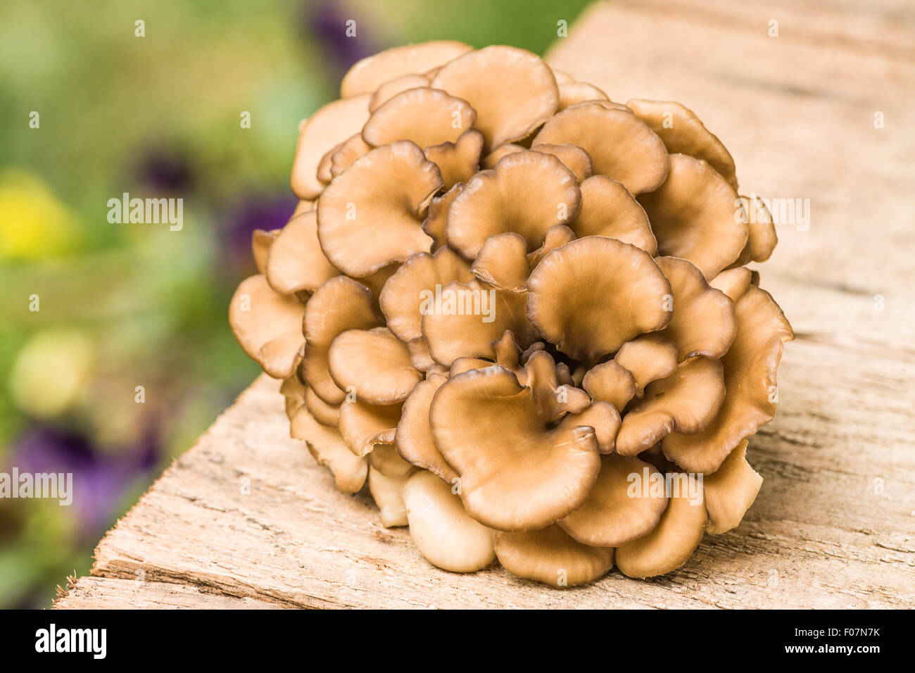 Groupe de champignons comestibles maitake (Grifola frondosa) reposant sur une table en bois rustique, avec des pensées à l'arrière-plan Banque D'Images
