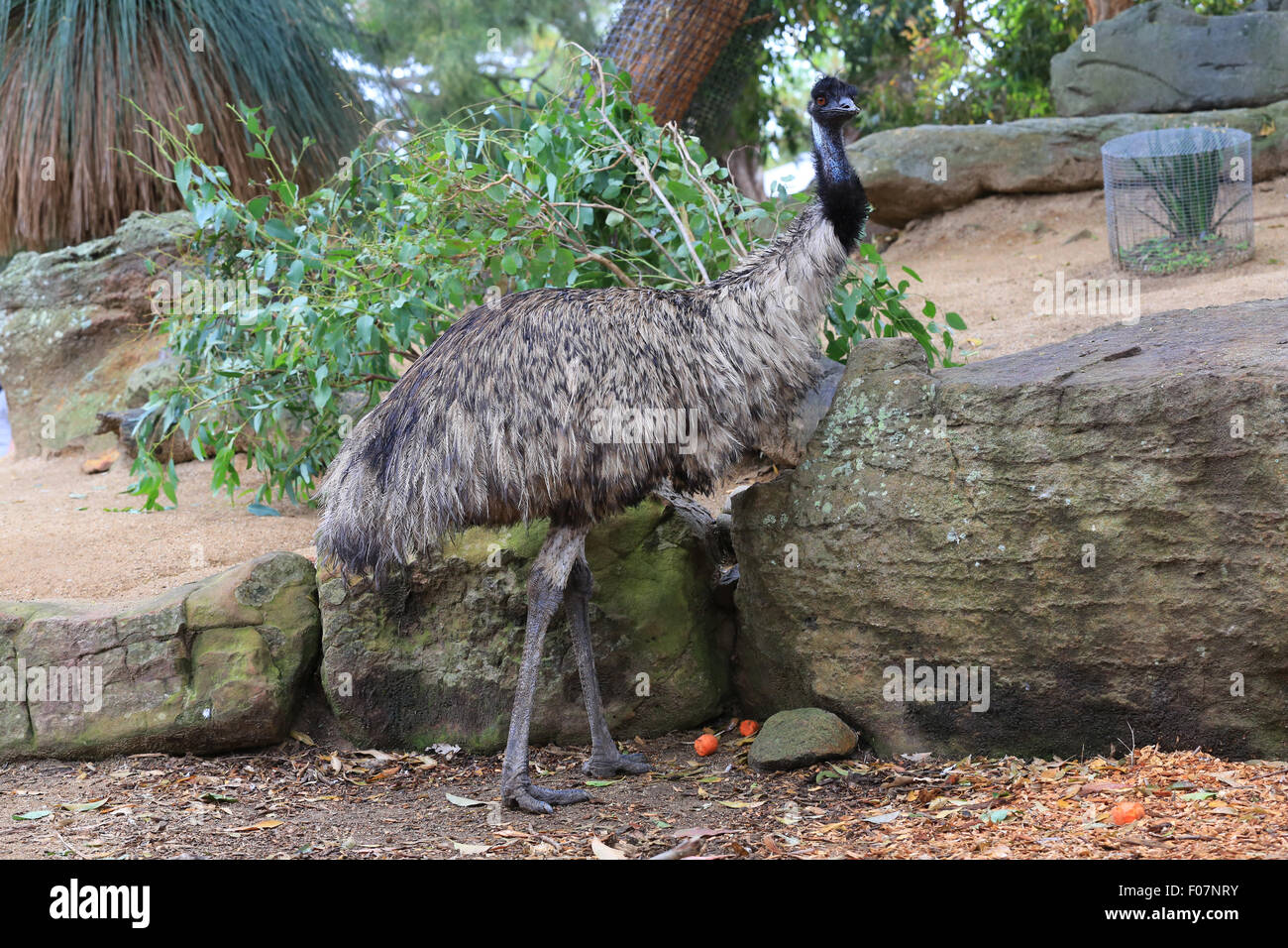 Oiseau Emu debout au Zoo de Taronga, Sydney, Australie. Banque D'Images