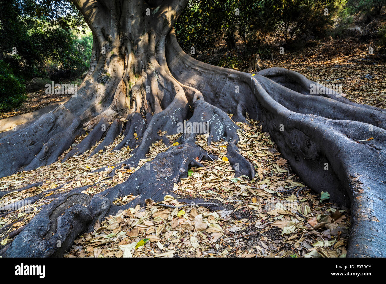 Racines d'un Moreton Bay Fig (Ficus macrophylla) Banque D'Images