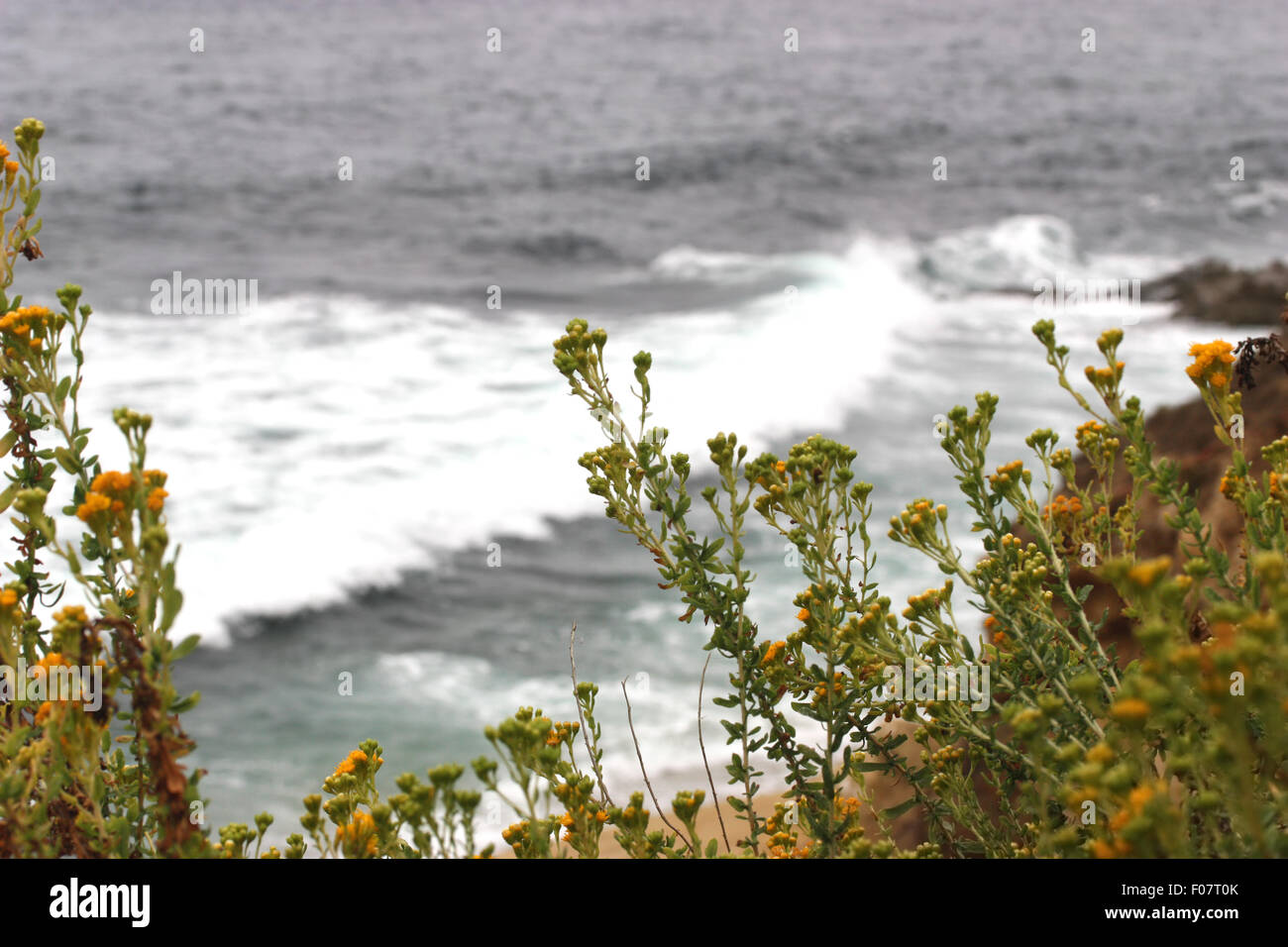 Fleurs sauvages par la plage Banque D'Images