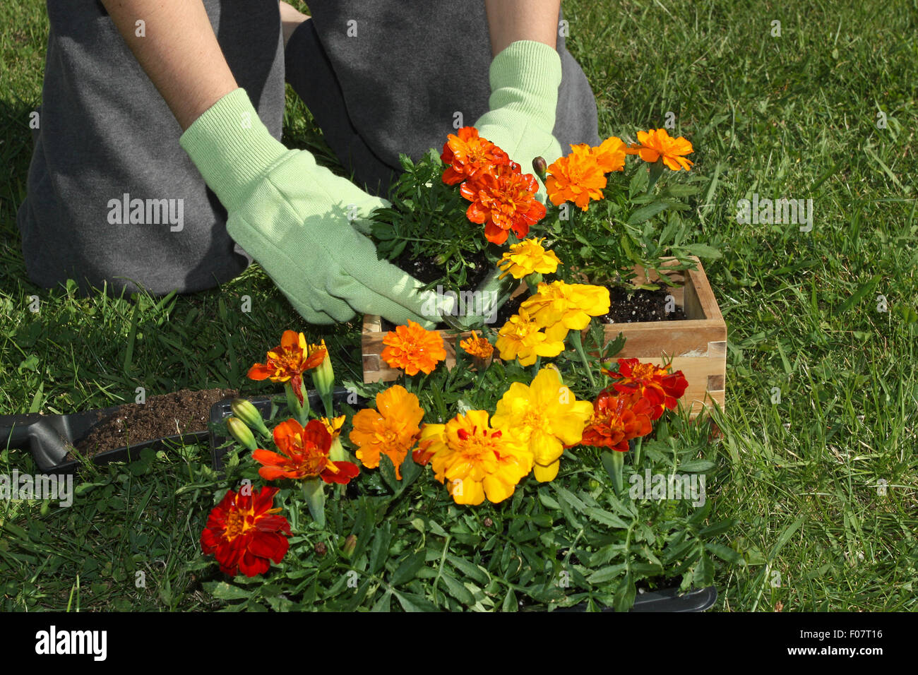 L'empotage des fleurs colorées à l'extérieur au printemps Banque D'Images