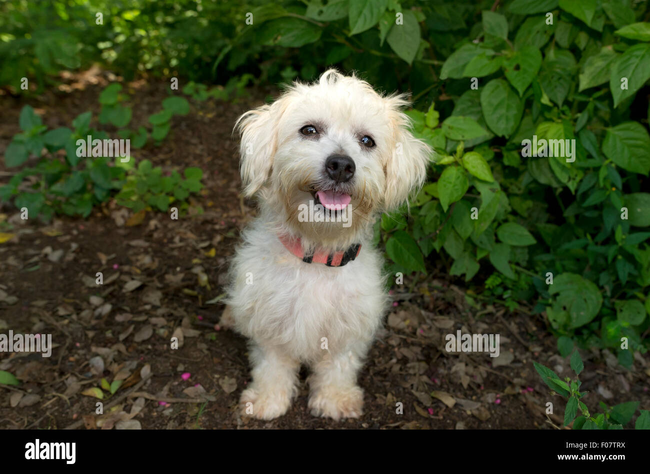 Chien heureux est un chien heureux mignon blanc duveteux à la recherche avec un grand sourire lumineux et heureux les yeux. Banque D'Images