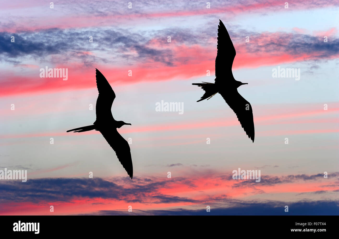 Deux oiseaux volant découpé sur un ciel bleu avec des nuages roses et gris colorés. Banque D'Images