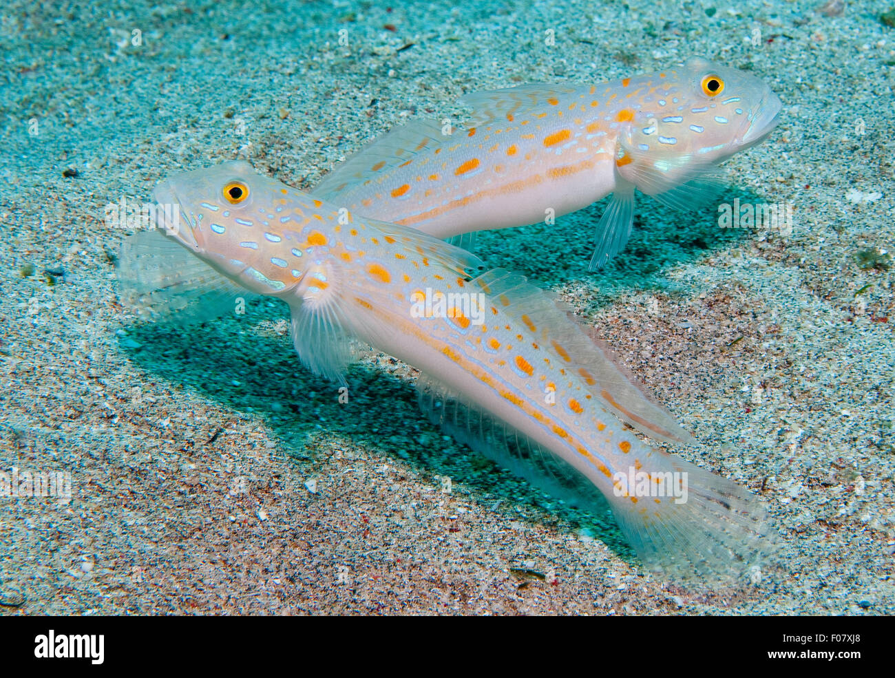 Glidergoby Valenciennea puellaris (menu) Banque D'Images