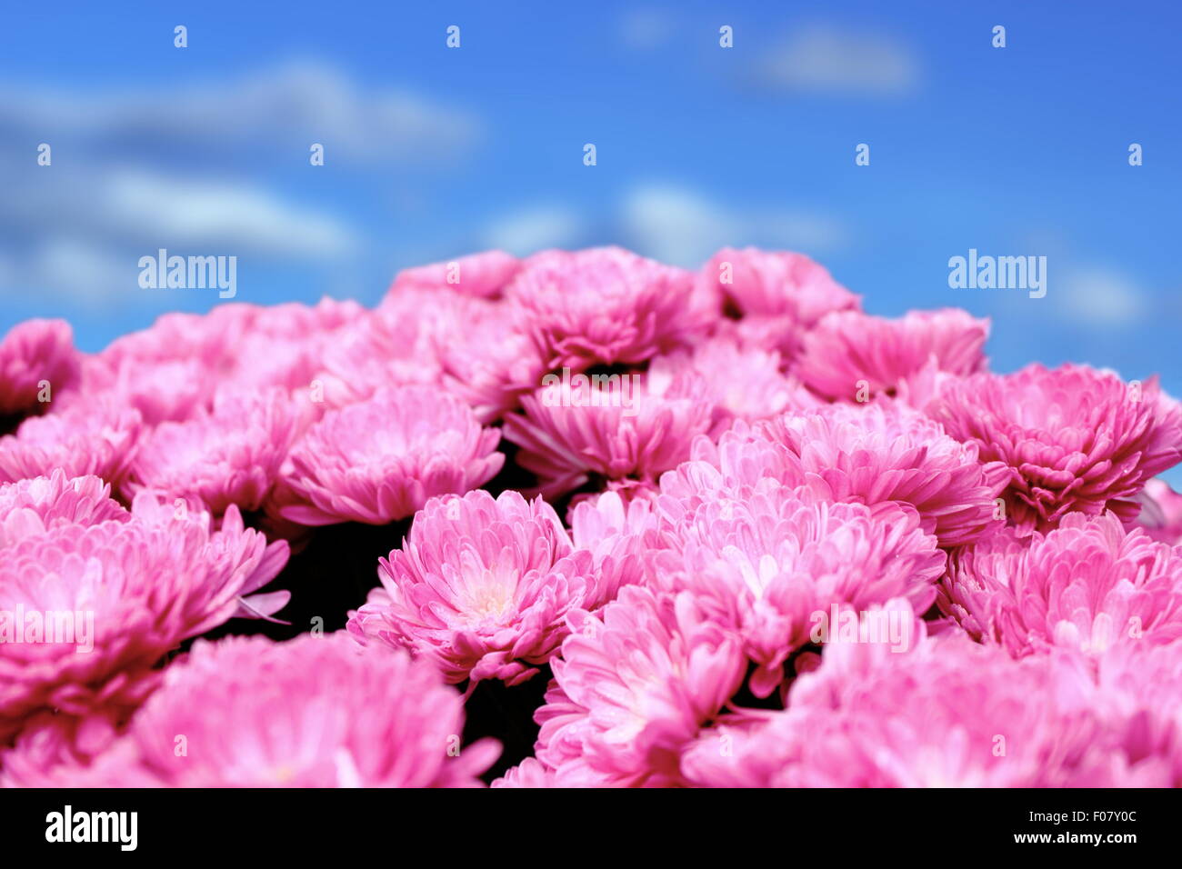 Gros plan du chrysanthème rose bouquet plus beau bleu ciel d'été Banque D'Images
