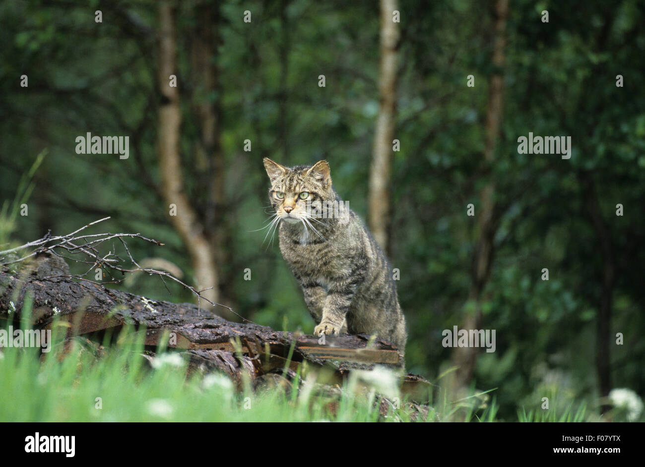 Scottish Wildcat prises à partir de l'avant à la sortie de la forêt dans l'herbe haute à grimper sur le tronc d'arbre tombé et regardant à gauche Banque D'Images Scottish Wildcat prises à partir de l'avant à la sortie de la forêt dans l'herbe haute à grimper sur le tronc d'arbre tombé et regardant à gauche Banque D'Images