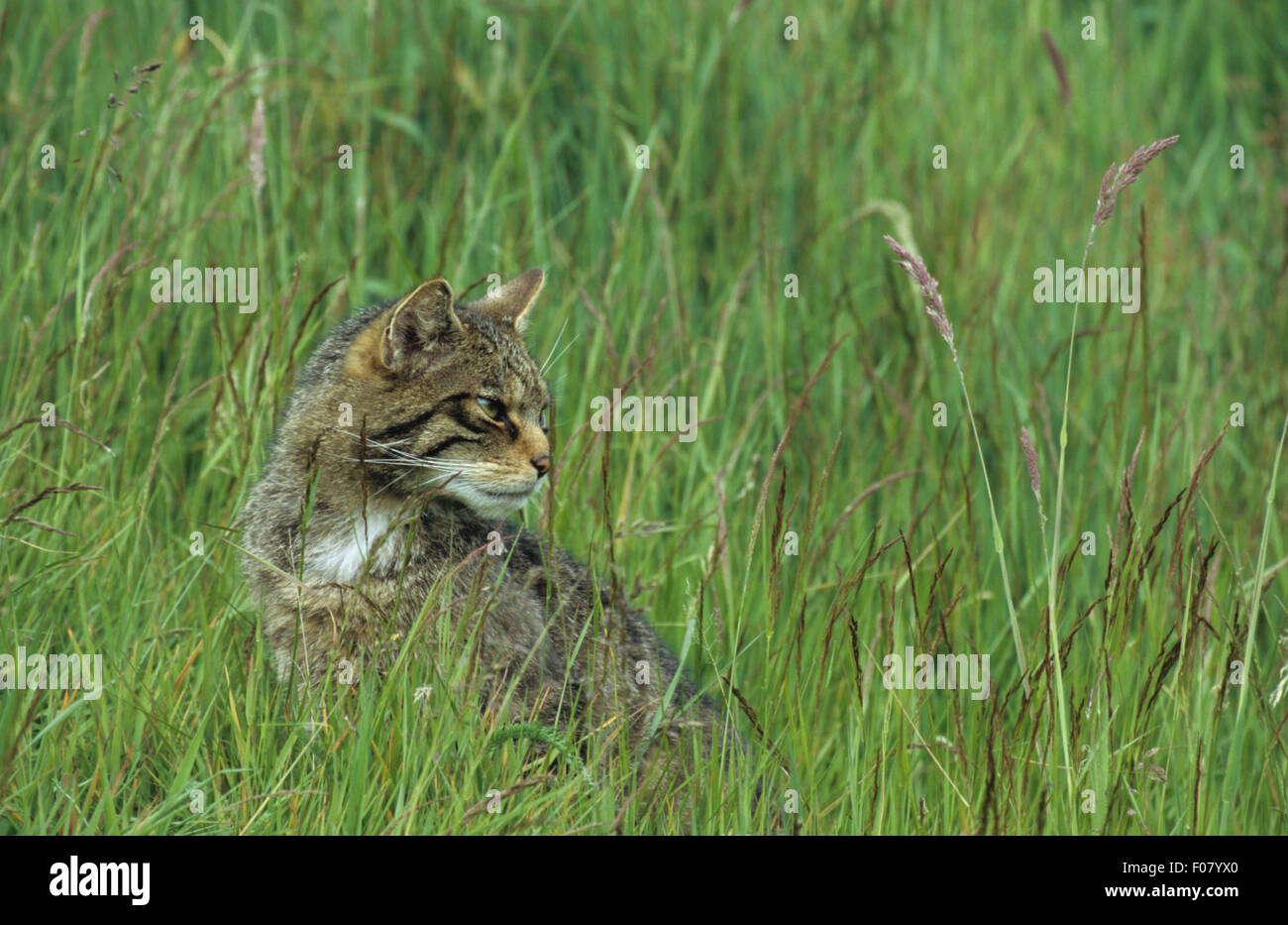 Scottish Wildcat prises à partir de l'avant assis dans l'herbe haute à l'arrière et vers la droite Banque D'Images Scottish Wildcat prises à partir de l'avant assis dans l'herbe haute à l'arrière et vers la droite Banque D'Images