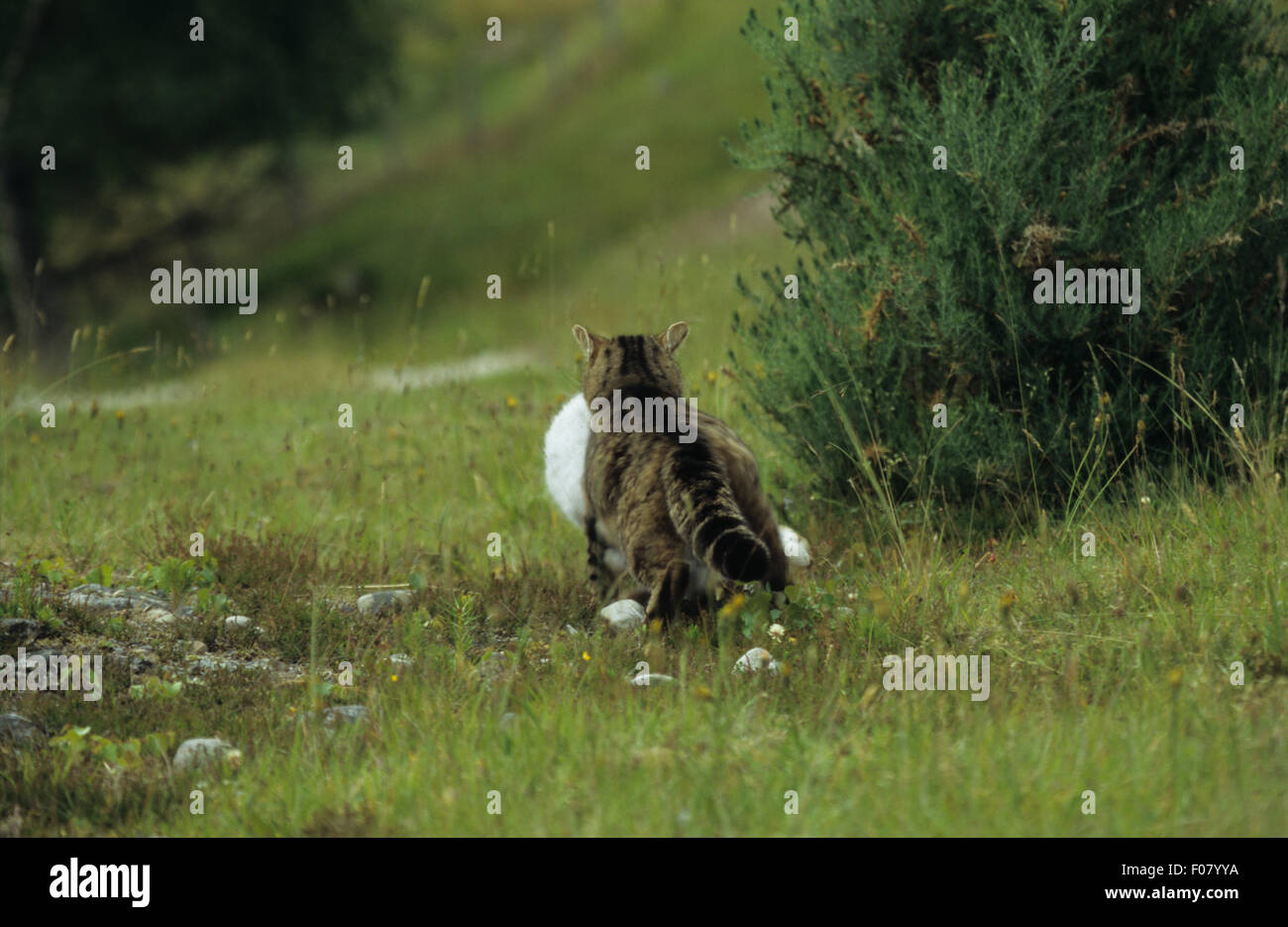 Scottish Wildcat marche loin de caméra via heather avec lièvre blanc dans ses mâchoires Banque D'Images Scottish Wildcat marche loin de caméra via heather avec lièvre blanc dans ses mâchoires Banque D'Images