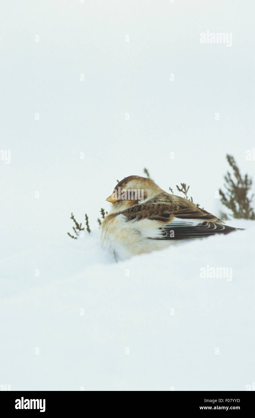 Bruant des neiges dans le profil à gauche à assis dans la bruyère et la neige profonde Banque D'Images Bruant des neiges dans le profil à gauche à assis dans la bruyère et la neige profonde Banque D'Images