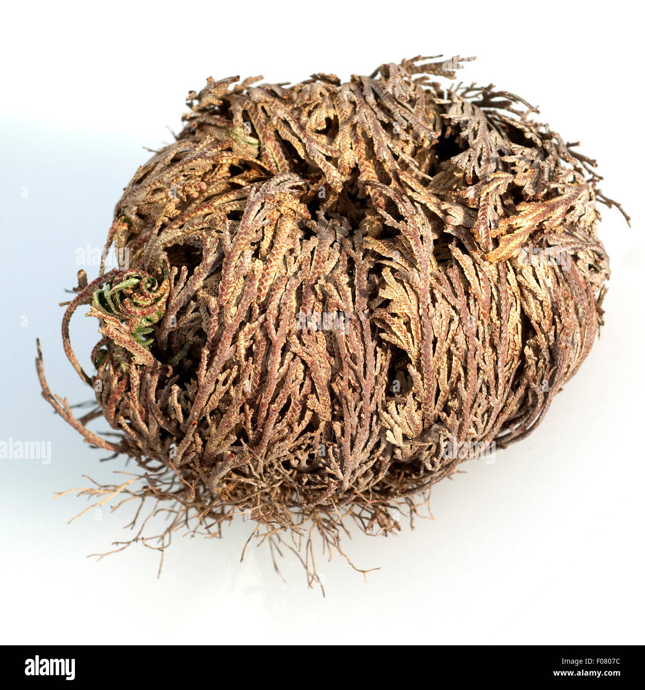 rose-von-jericho-banque-de-photographies-et-d-images-haute-r-solution