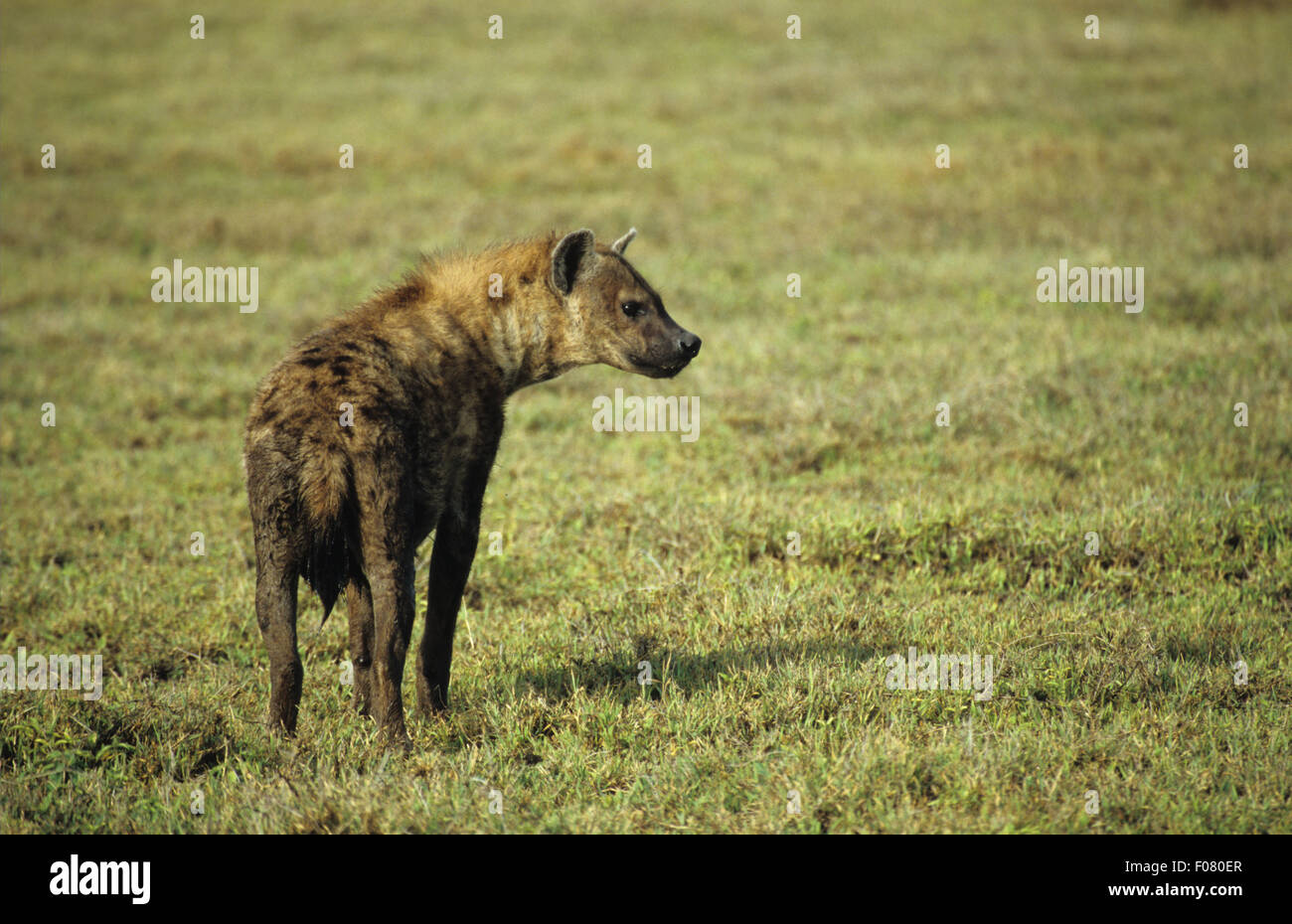 L'Hyène tachetée prises de l'arrière à droite de l'article sur les grandes plaines du Serengeti Banque D'Images