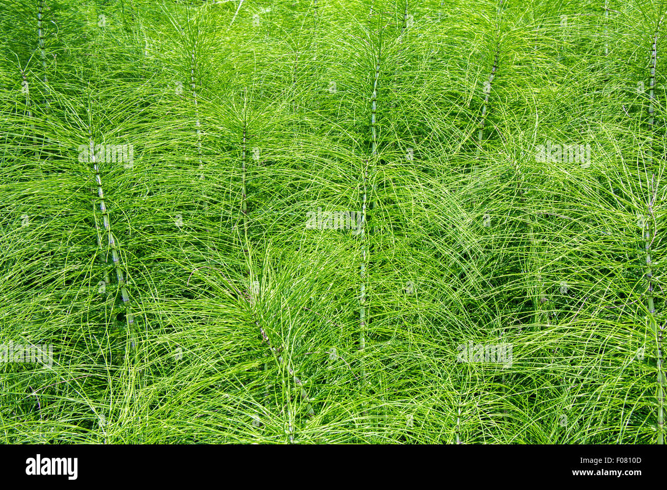 La prêle des champs des plantes comme un fond vert Banque D'Images