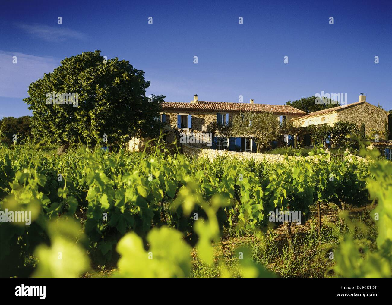 Avis de Lou Roure maison dans les vignes des Côtes du Rhône, France Banque D'Images
