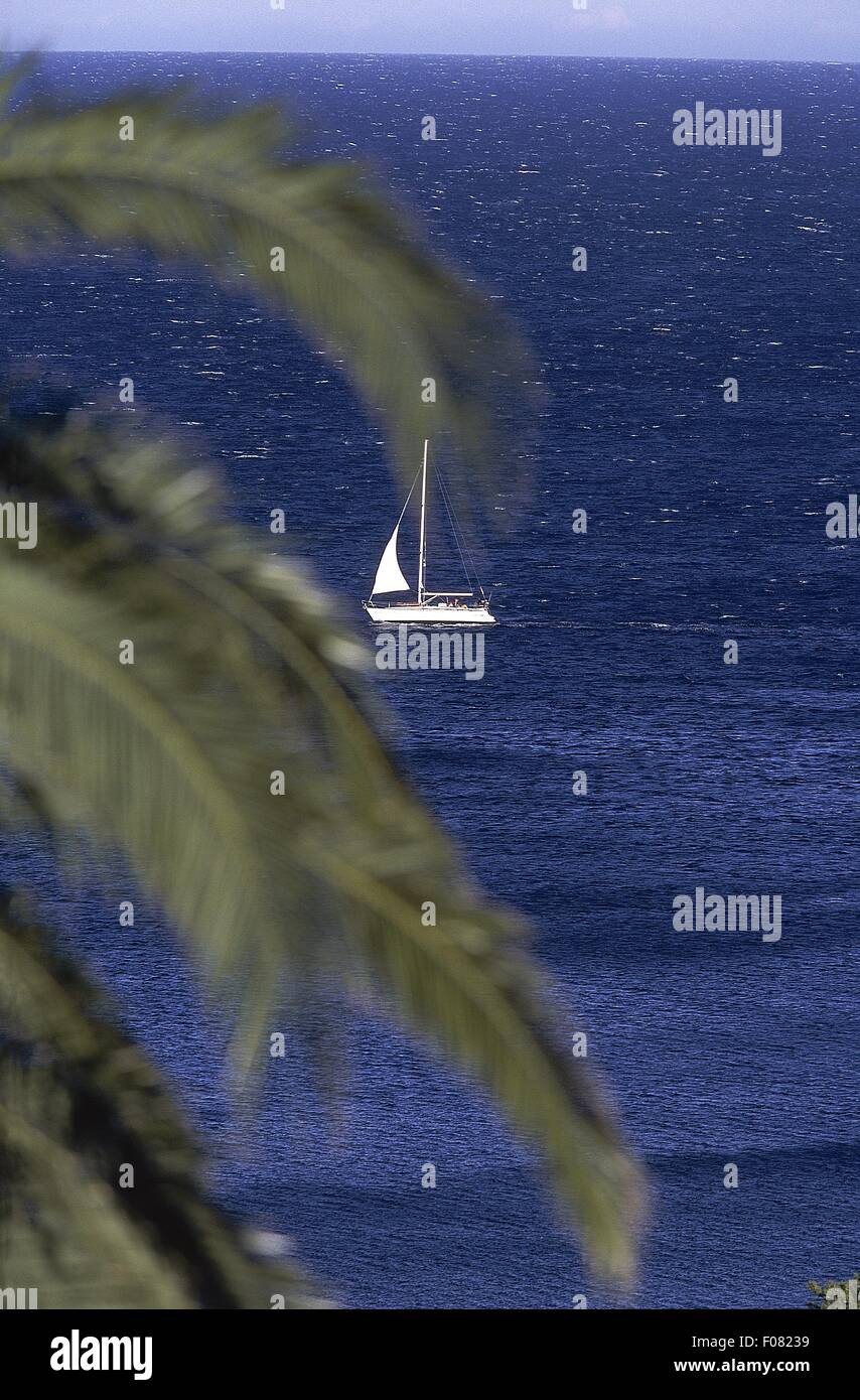 Vue sur la mer bleu bateau blanc avec des feuilles de palmier, en premier plan Banque D'Images