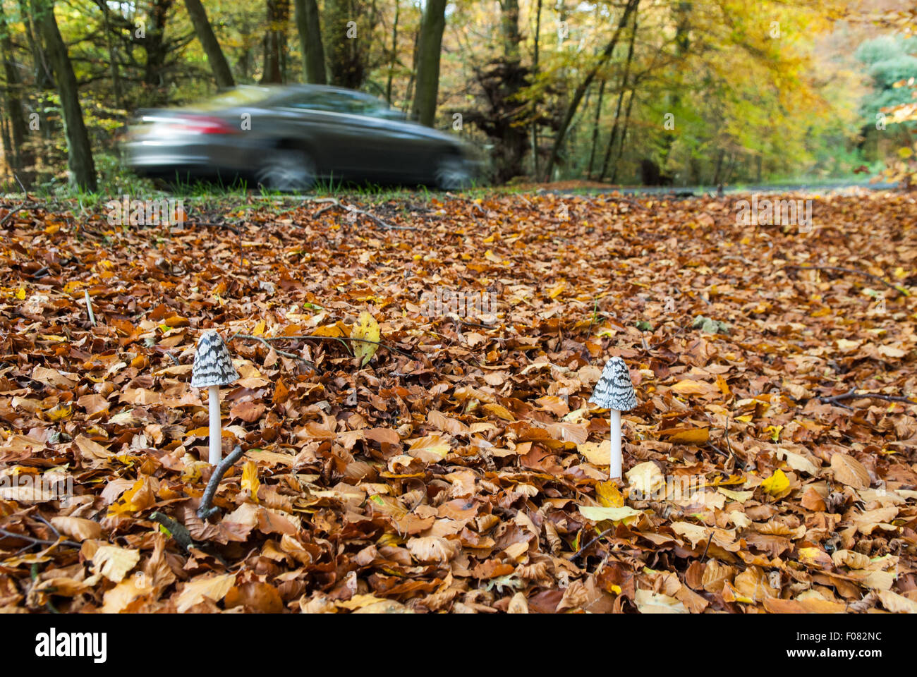 Surrey, Angleterre. Scène de campagne, les champignons à l'automne les feuilles de cuivre par une route avec voiture par. Banque D'Images