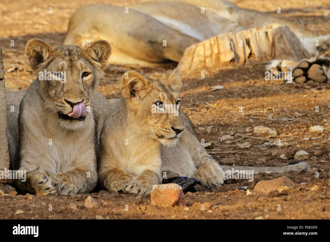 Asiatic lions (Panthera leo persica) au parc national de Gir, dans le Gujarat, Inde Banque D'Images