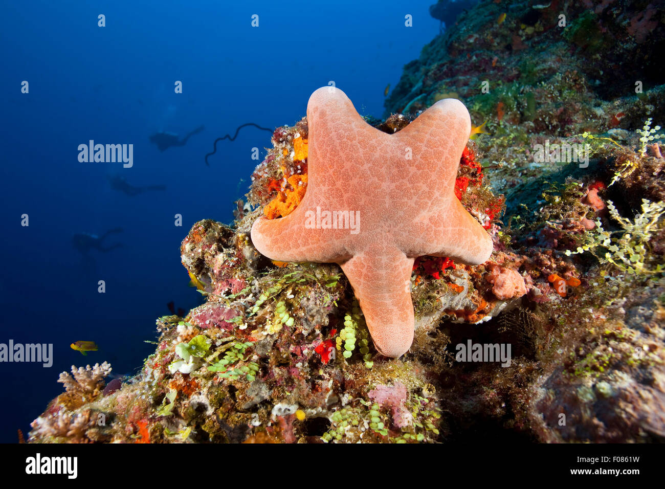 Étoile de mer granulé, Choriaster granulatus, Ari Atoll, Maldives Banque D'Images