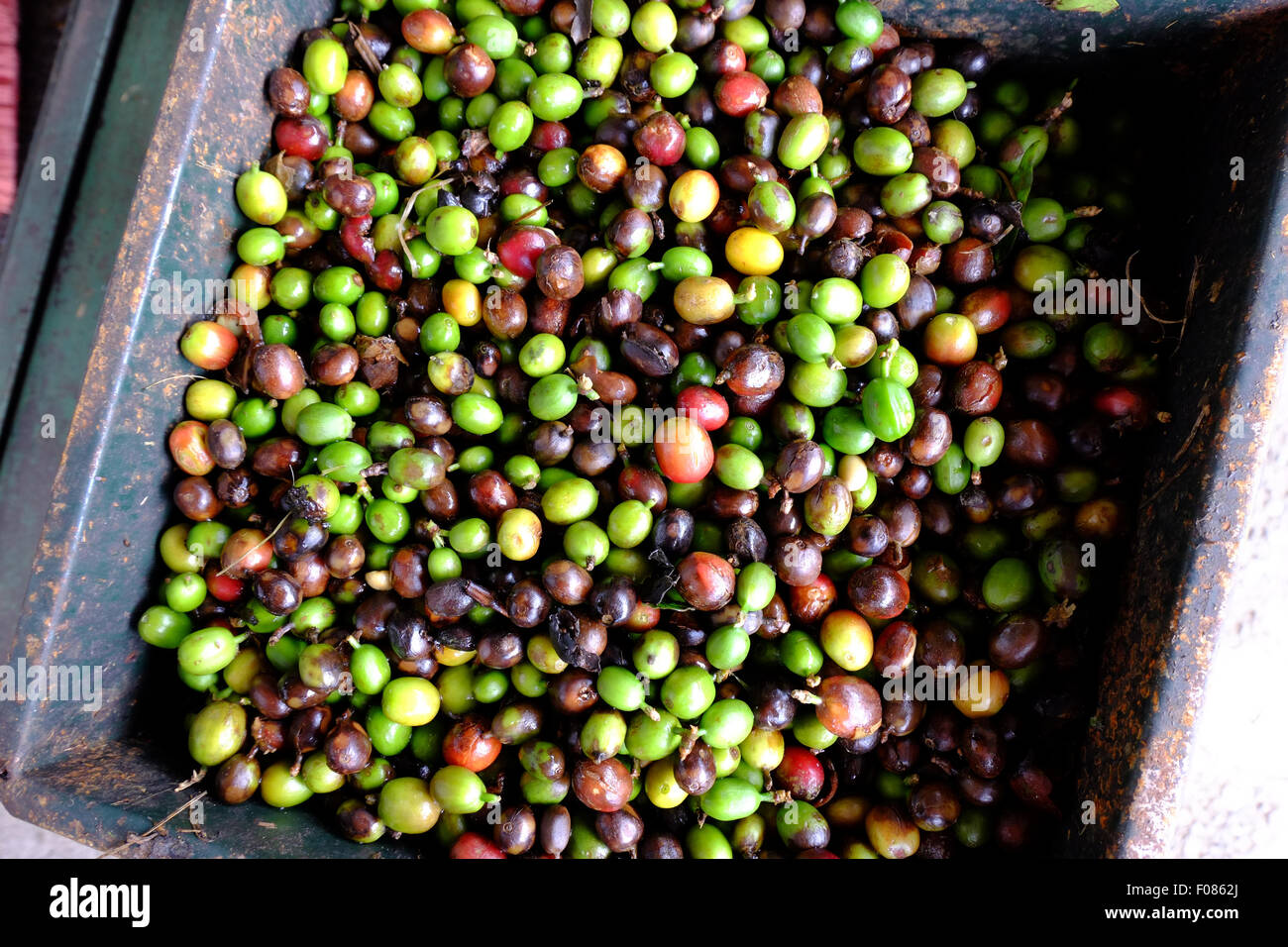 Les grains de café frais PEABERRY,COSTA RICA Banque D'Images