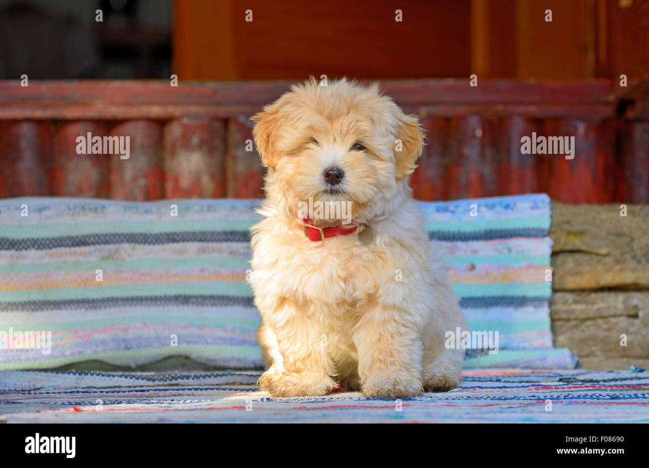 Beau chien chiot Bichon Havanais rouge Banque D'Images