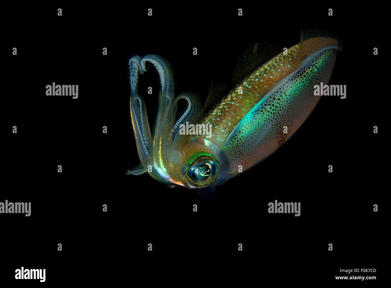 Big Reef Squid Sepioteuthis lessoniana la nuit,, Ari Atoll, Maldives Banque D'Images