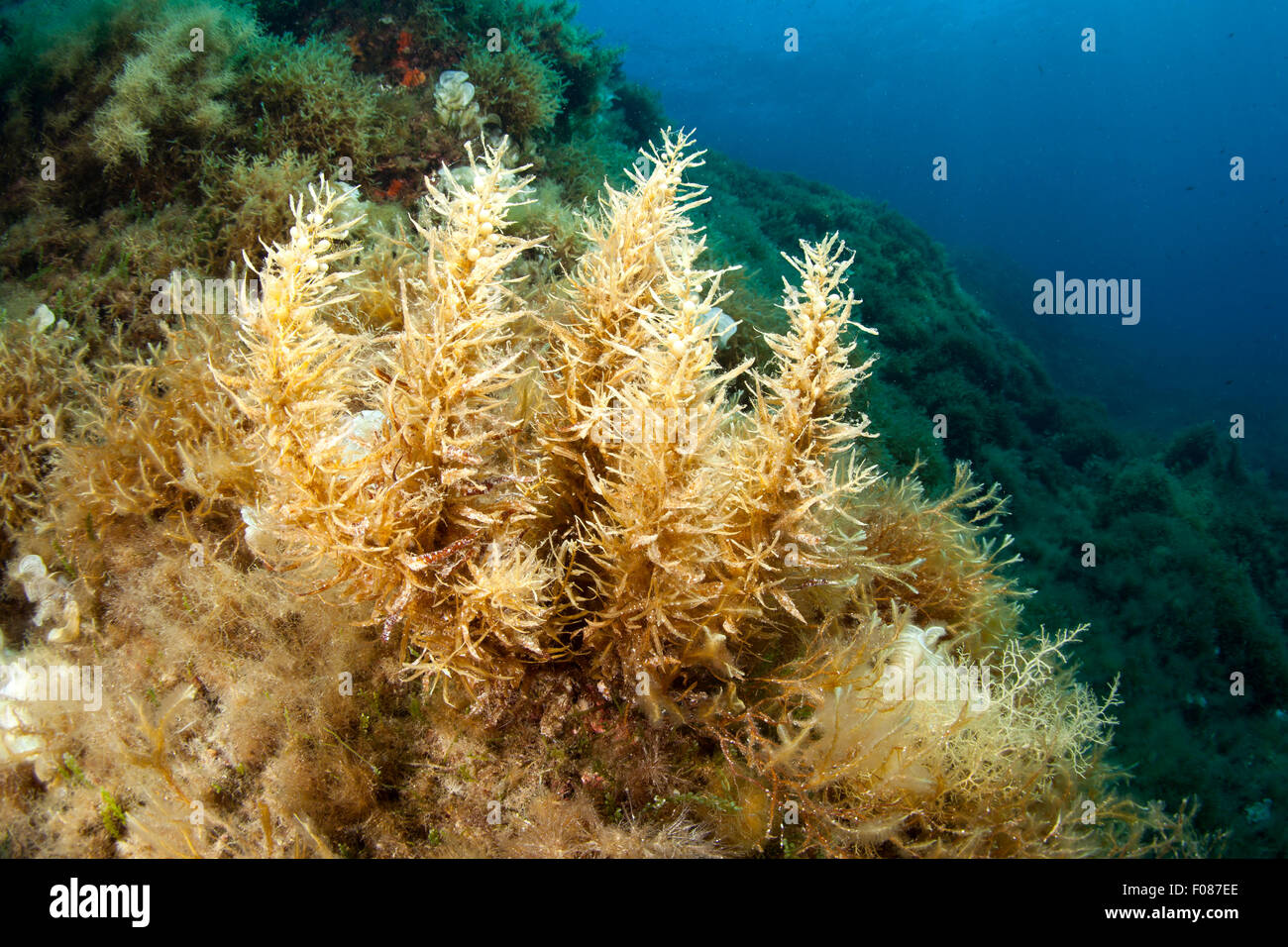 Les macroalgues brunes, Sargassum sp., Massa Lubrense, Campanie, Italie Banque D'Images