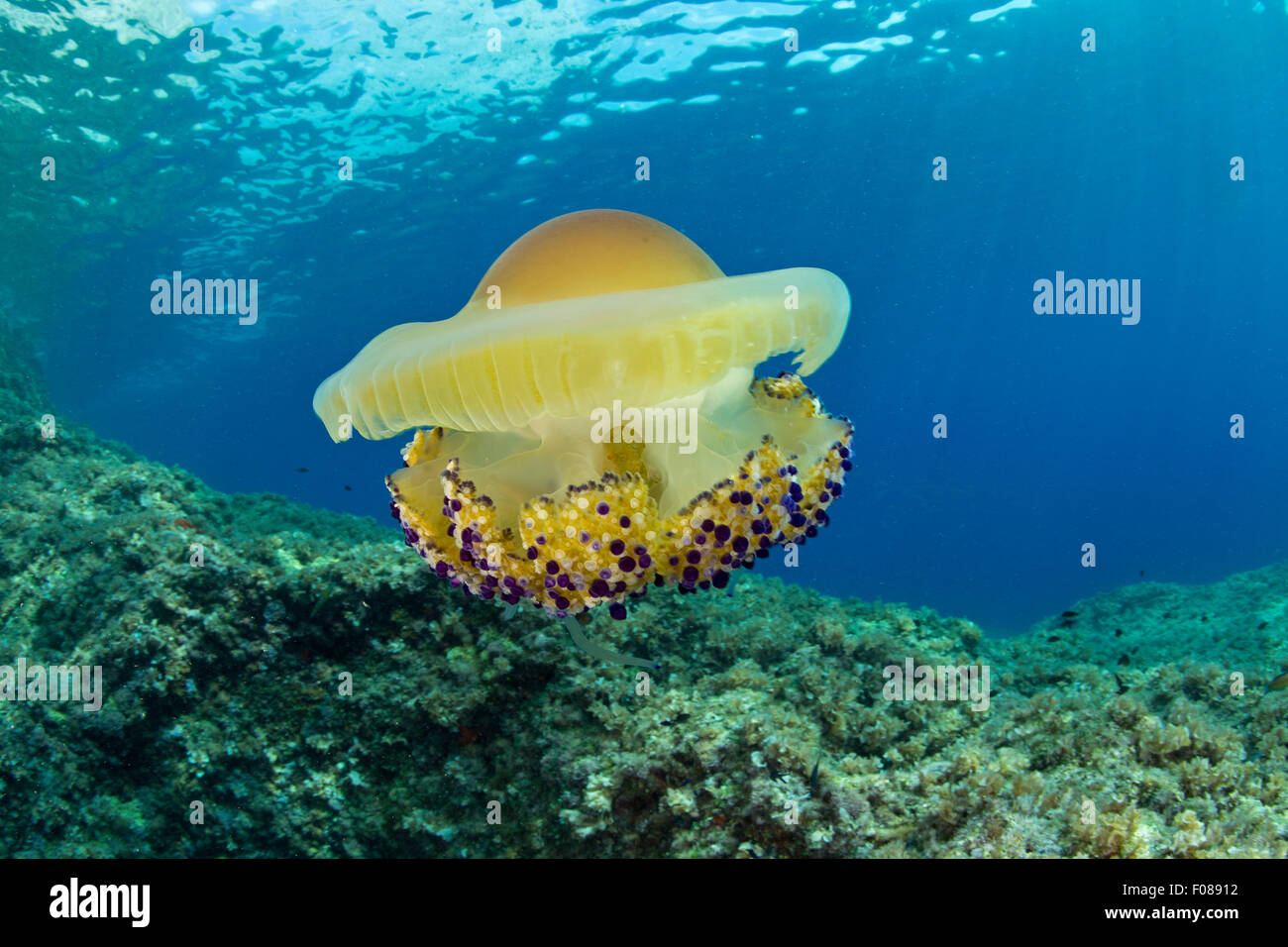 Méduses Cotylorhiza tuberculata, Méditerranée, Massa Lubrense, Campanie, Italie Banque D'Images