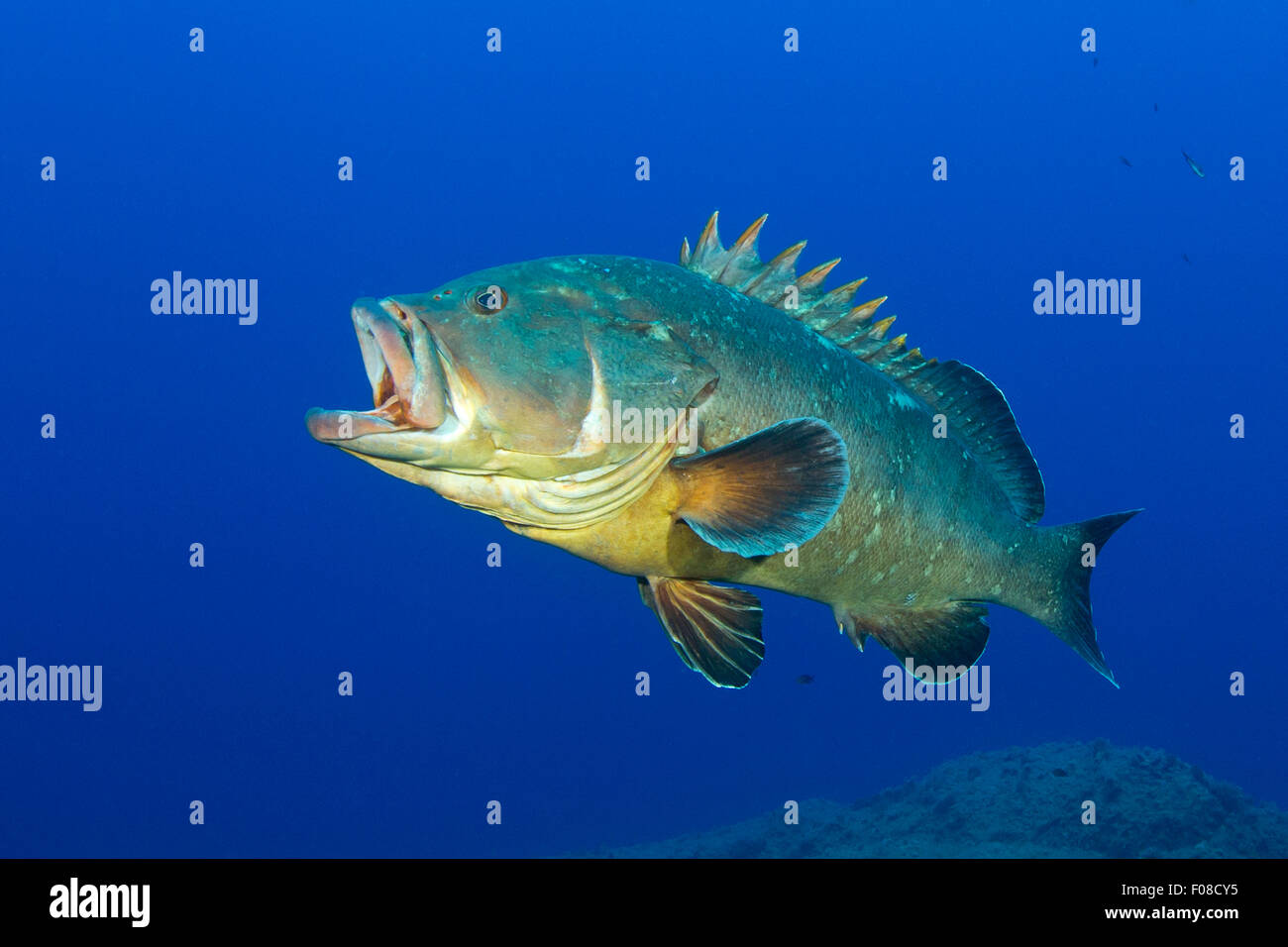 Dusky grouper, Epinephelus marginatus, Santa Teresa, Sardaigne, Italie Banque D'Images
