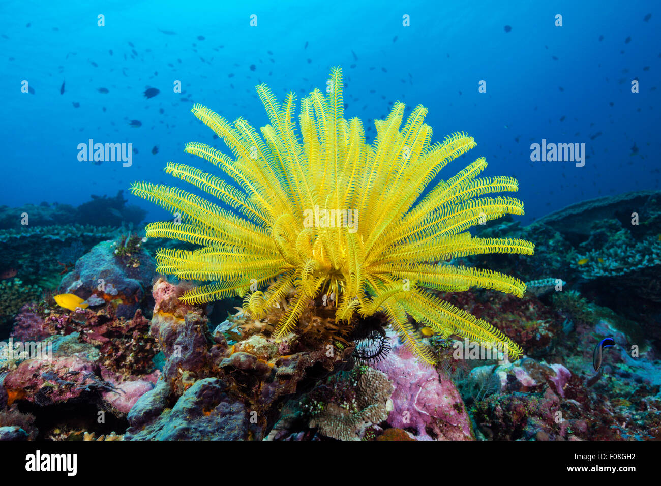 Crinoïde jaune dans les récifs coralliens, Comanthina schlegeli, Îles Salomon, îles de Floride Banque D'Images