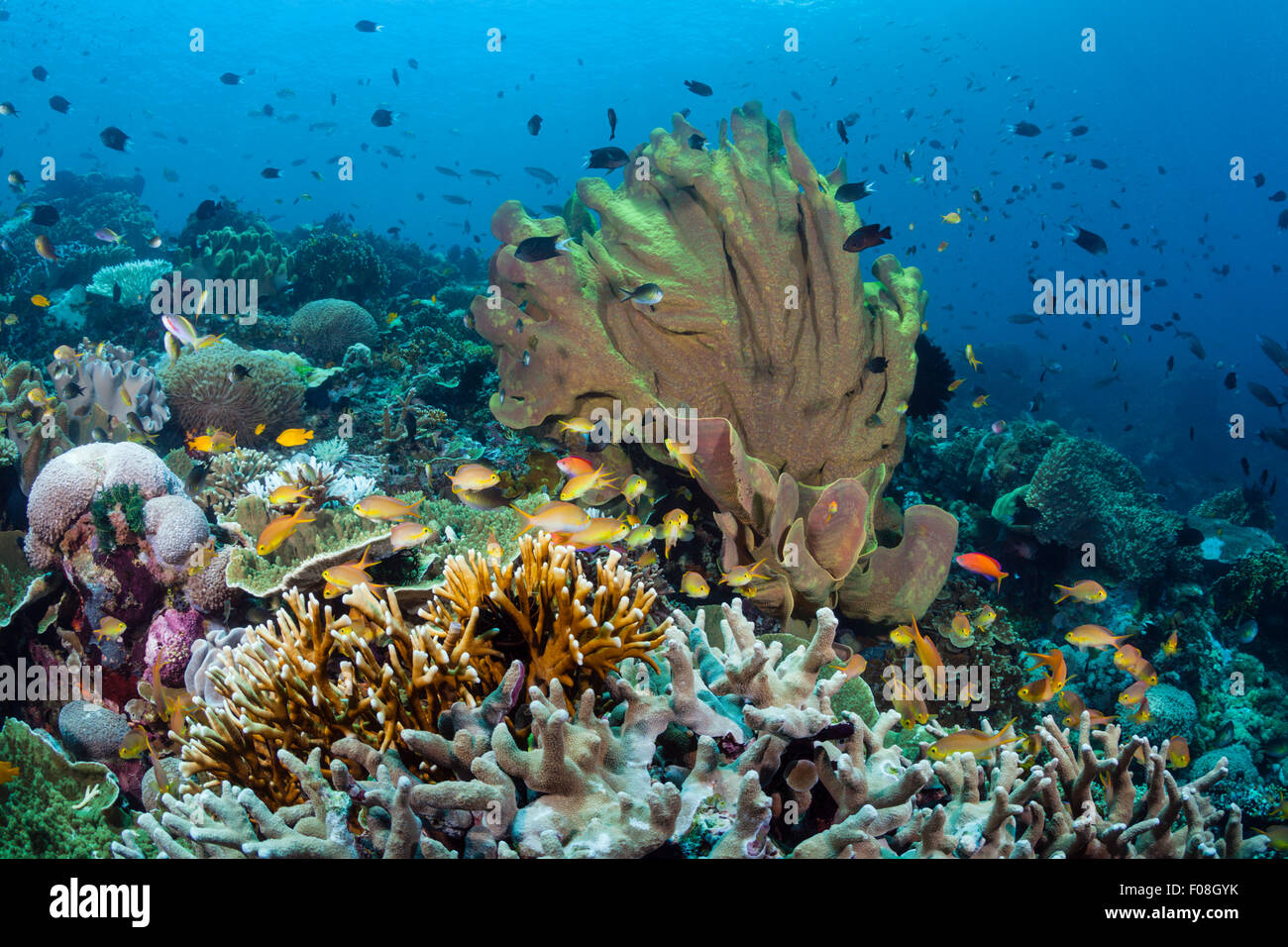 Paysage récifs coralliens, Îles Salomon, îles de Floride Photo Stock - Alamy