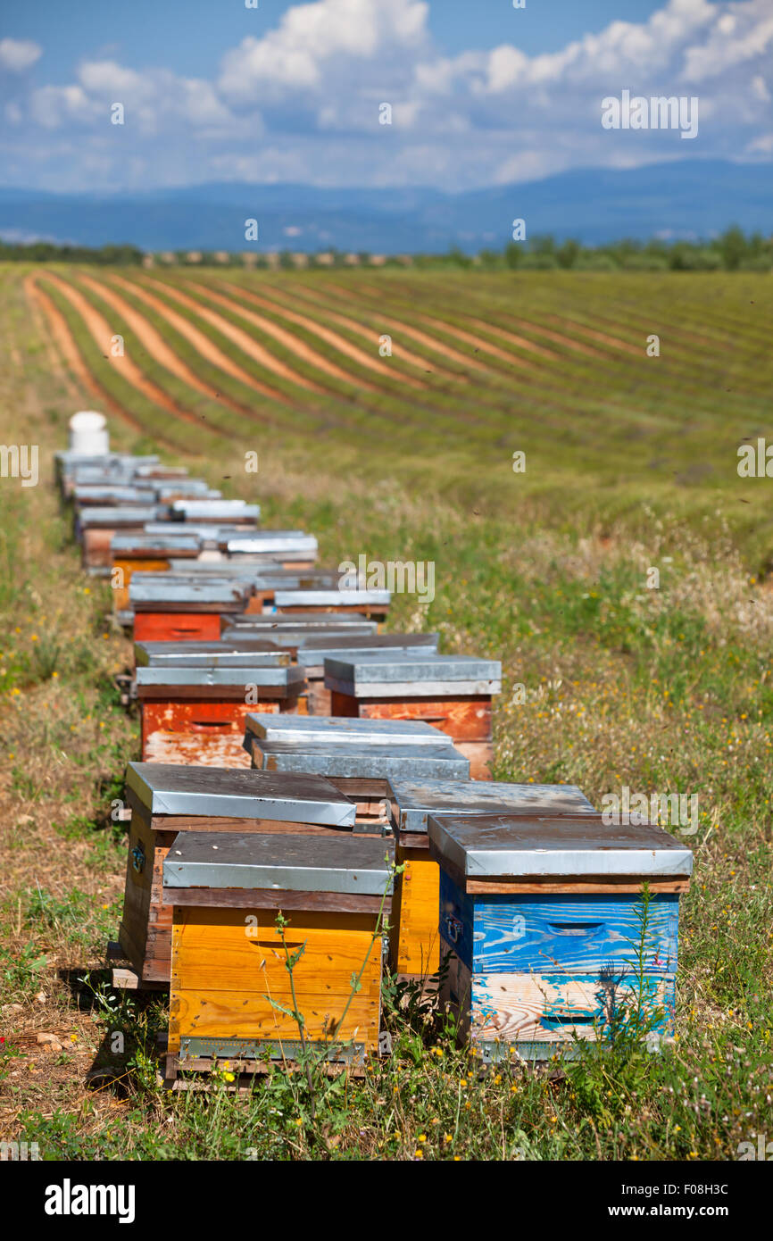 Des ruches sur le champ de lavande en Provence, France. Shot verticale Banque D'Images