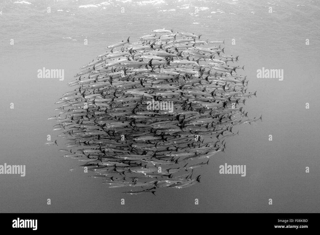 Banc de barracuda à nageoires noires, Sphyraena qenie, Mary (Îles Salomon Banque D'Images