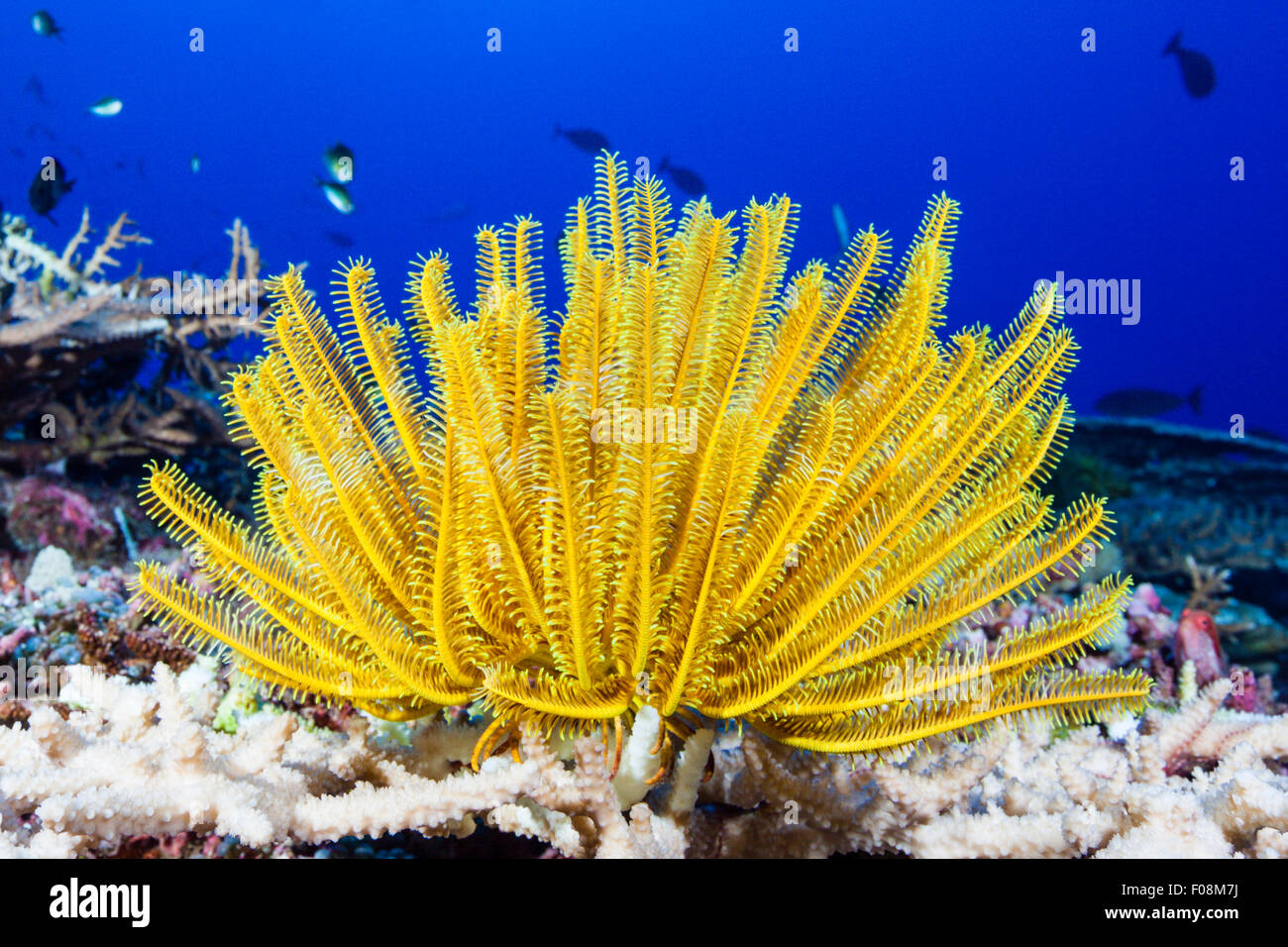 Crinoïde jaune dans les récifs coralliens, Comanthina schlegeli, Mary (Îles Salomon Banque D'Images
